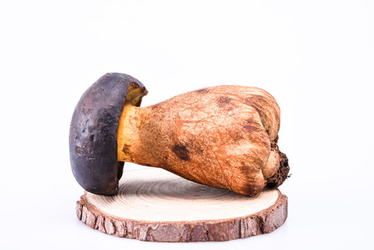 黑牛肝菌新鮮云南特色野生菌