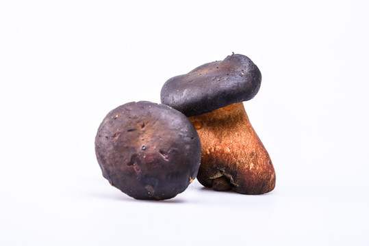 黑牛肝菌新鮮云南特色野生菌