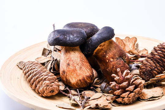 黑牛肝菌新鮮云南特色野生菌