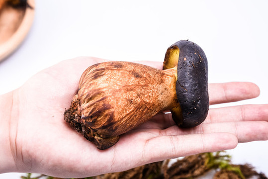 黑牛肝菌新鮮云南特色野生菌