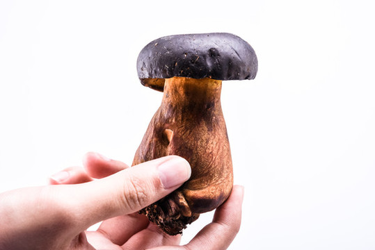 黑牛肝菌新鮮云南特色野生菌
