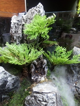 還魂草