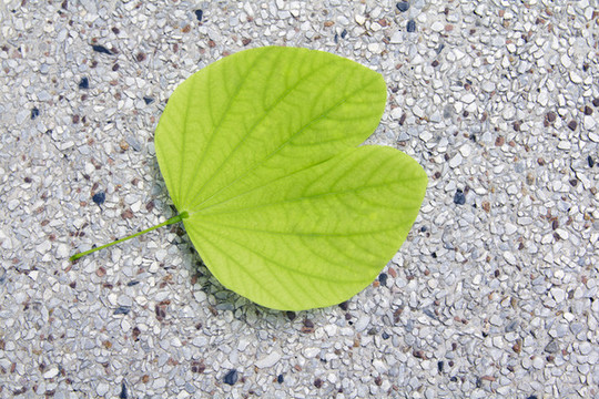 一片紫荊樹(shù)葉