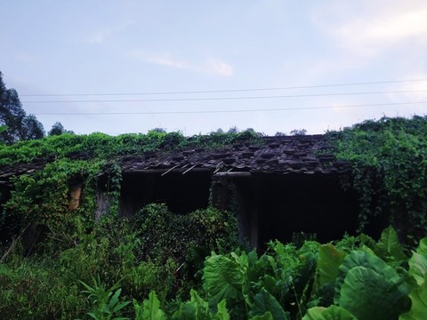 老農(nóng)村