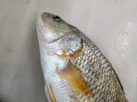 魚頭