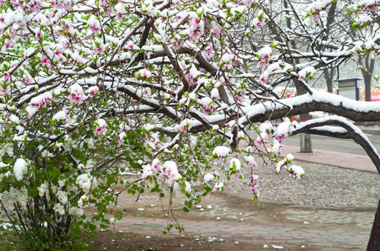 雪和花