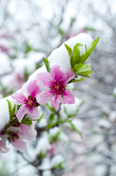 雪和花