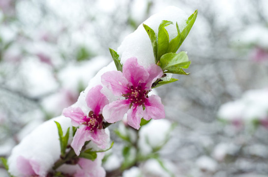 雪和花