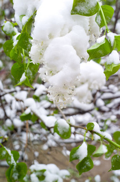 雪和綠葉