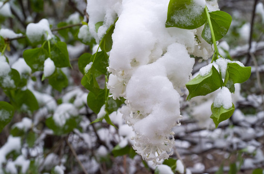 雪和綠葉