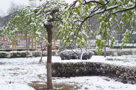 雪和綠葉