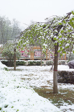 雪和綠葉