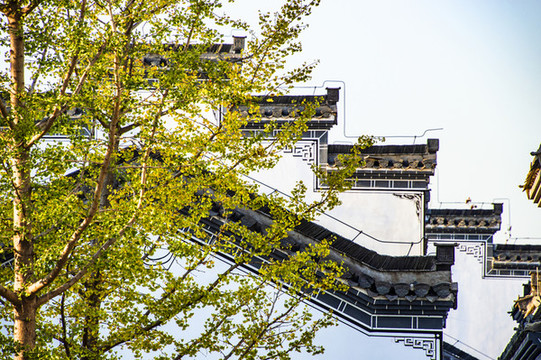 銀杏樹(shù)風(fēng)景