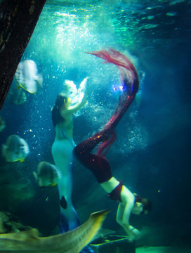 海洋館美人魚表演
