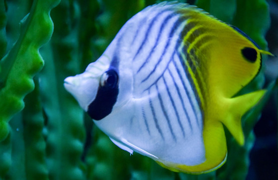 蝴蝶魚特寫