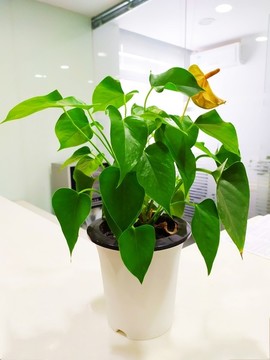 盆栽綠植