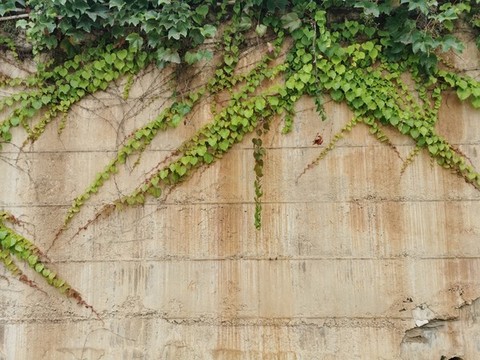 植物墻