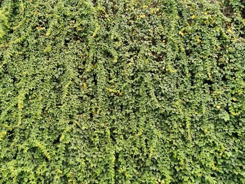 植物墻