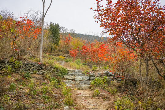 秋天山林小路