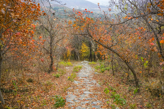 秋天山林小路
