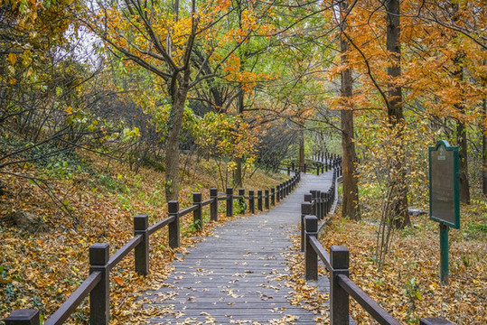 秋天森林棧道