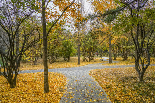秋天公園小路