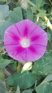 牽牛花