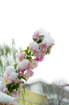 春雪和春花