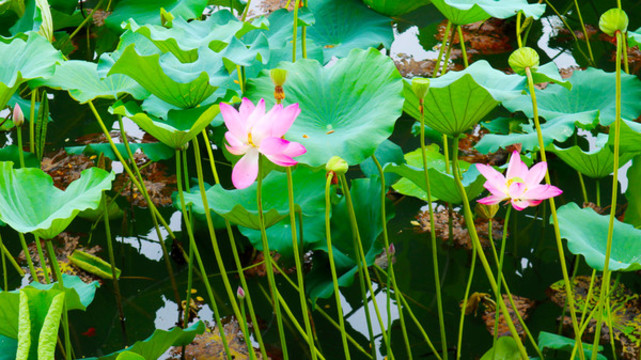 荷花葉子