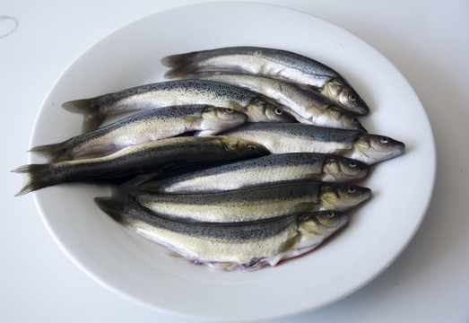 冷水華子魚