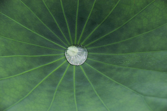荷葉水滴