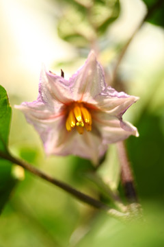 茄子花