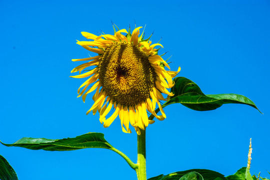 太陽花