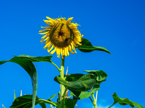 太陽花