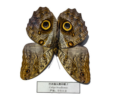 巴西貓頭鷹環(huán)蝶