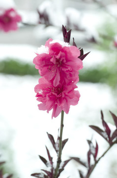 雪和花