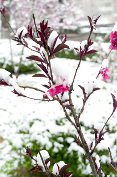 雪和花