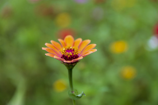 花草素材