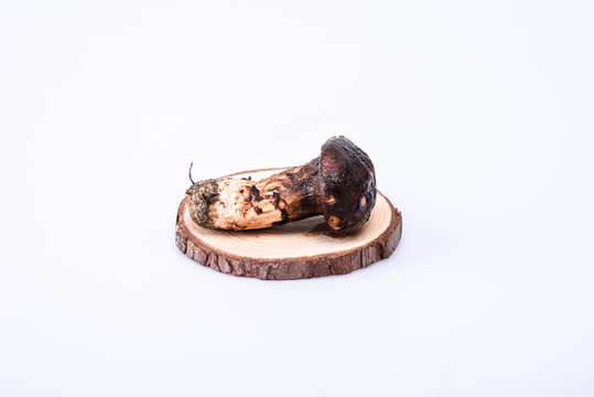 松茸新鮮云南特色野生菌