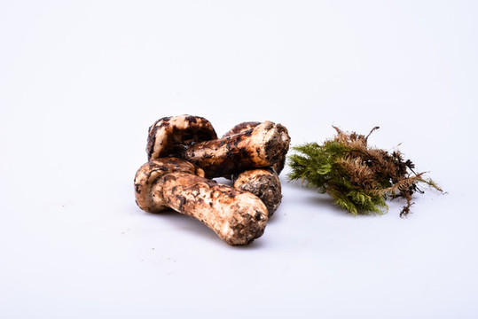 松茸新鮮云南特色野生菌