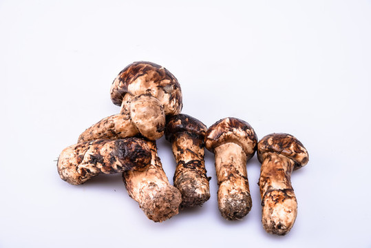 松茸新鮮云南特色野生菌