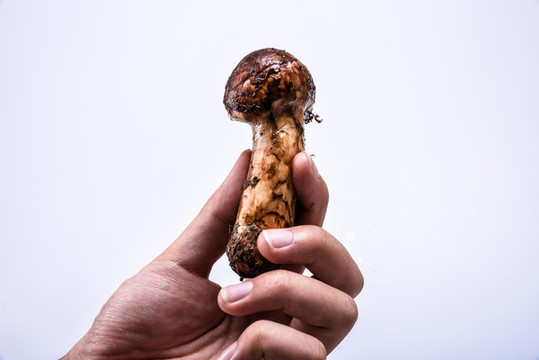 松茸新鮮云南特色野生菌