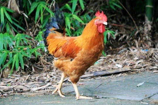 散養(yǎng)土雞