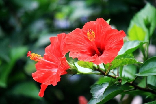 木槿花