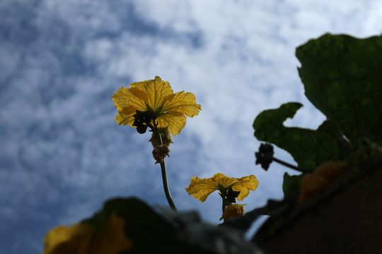 絲瓜花