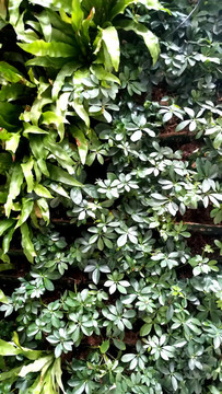 綠植墻