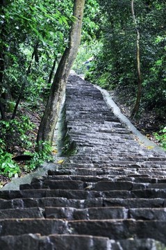 林中山路