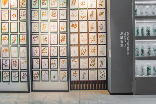 中草藥標本