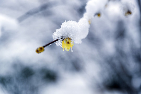 雪中臘梅