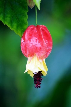 燈籠花